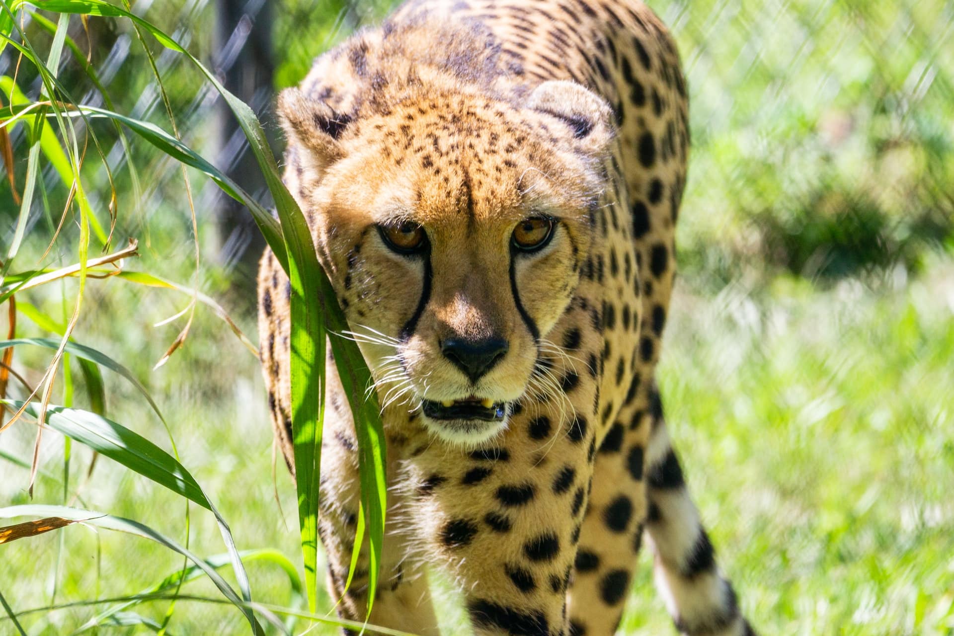 Safari Zoos to Visit in Florida - Endlesstourist.com